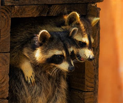 racoon testes drop|male and female raccoons.